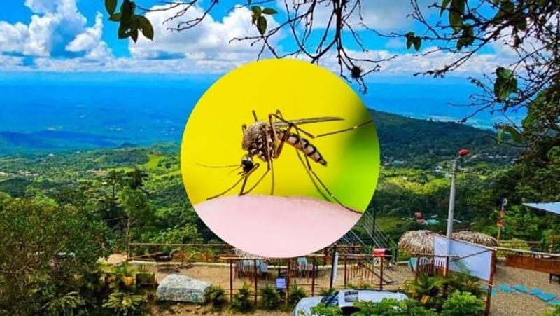 Alerta en 13 departamentos: dengue y fiebre amarilla