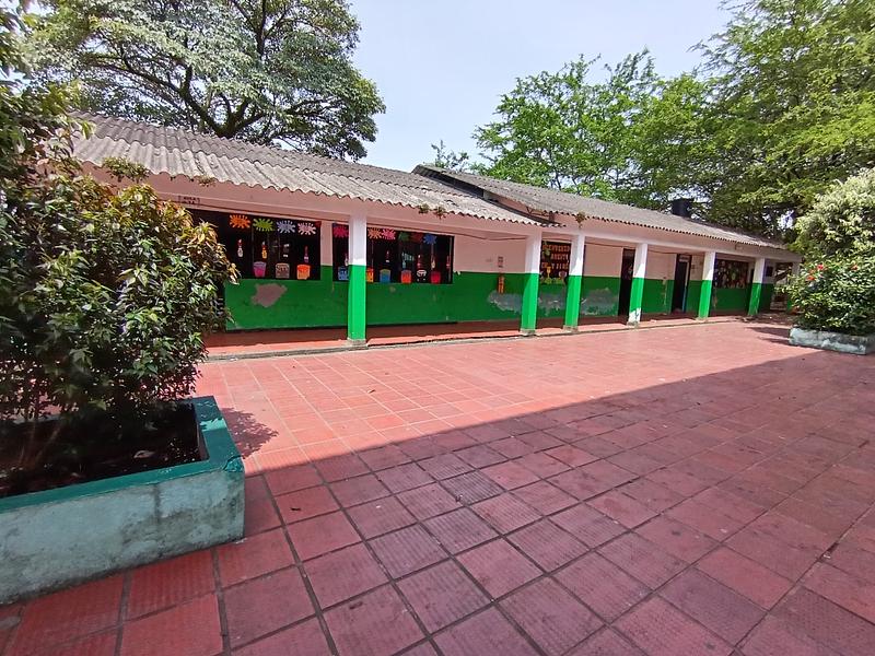 Piden evitar siembra de árboles que dañan colegios