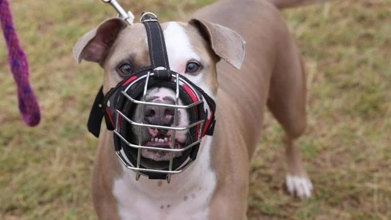 Multa por no registrar perros peligrosos supera $1,5 millones