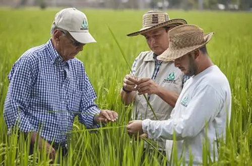 Productores al límite por colapso del precio del arroz
