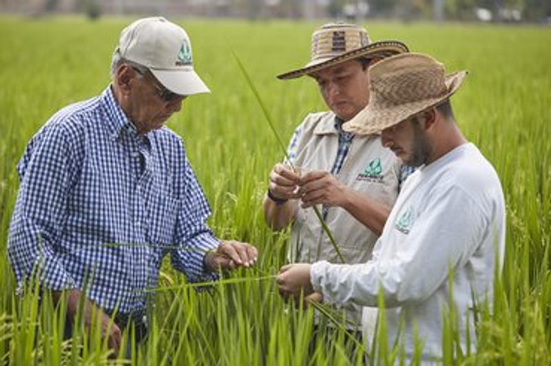 Productores al límite por colapso del precio del arroz