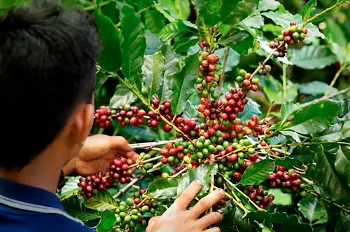 Agro colombiano conquista mercados globales
