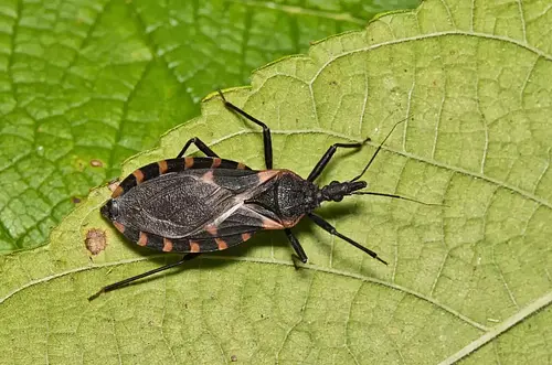 Chagas: alerta por riesgo para 12 millones en Colombia