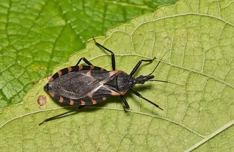 Chagas: alerta por riesgo para 12 millones en Colombia