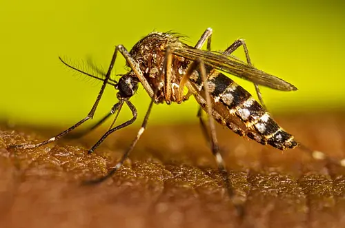 Fiebre amarilla revela crisis ambiental y sanitaria en Colombia