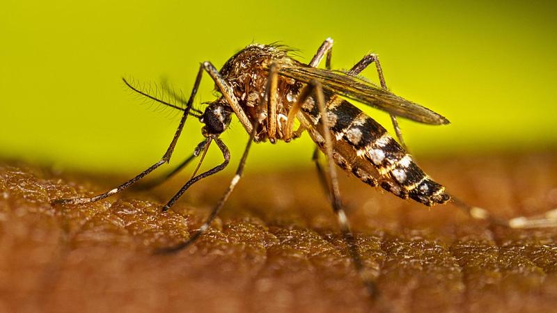 Fiebre amarilla revela crisis ambiental y sanitaria en Colombia