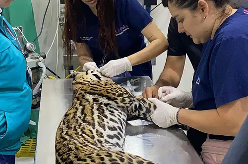 Ocelote atropellado en vía a Puerto López fue rescatado por Cormacarena