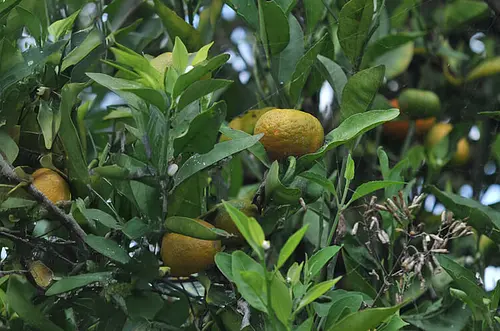 Hoja de mandarina colombiana tendría efecto contra el Alzheimer