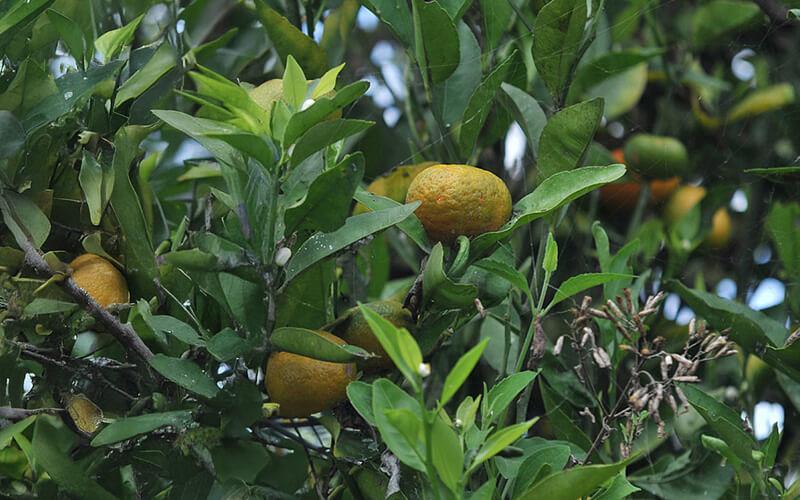 Hoja de mandarina colombiana tendría efecto contra el Alzheimer
