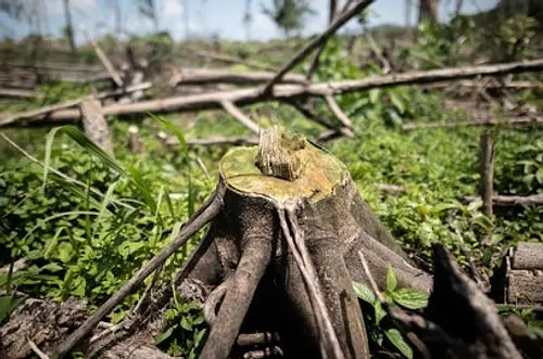 Deforestación cayó un 33 % en Colombia en el primer trimestre