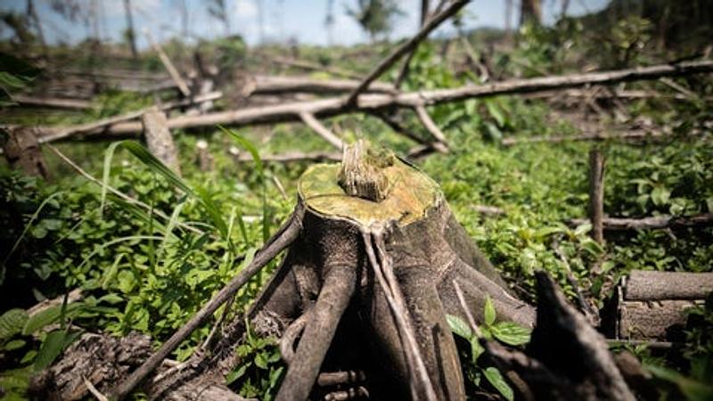 Deforestación cayó un 33 % en Colombia en el primer trimestre