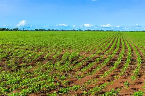 La crisis vial que amenaza con frenar la cosecha de soya en los Llanos