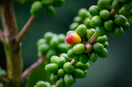 15 regiones baten récord exportador gracias al café