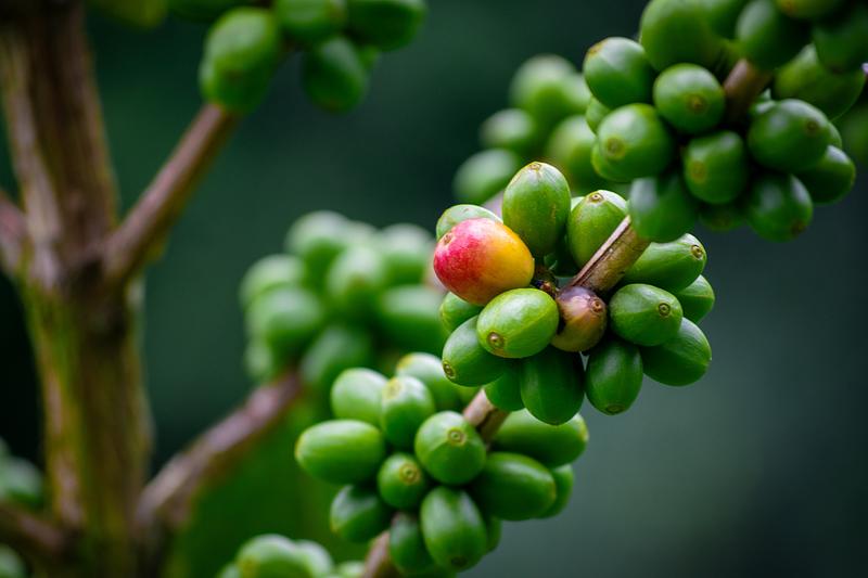 15 regiones baten récord exportador gracias al café