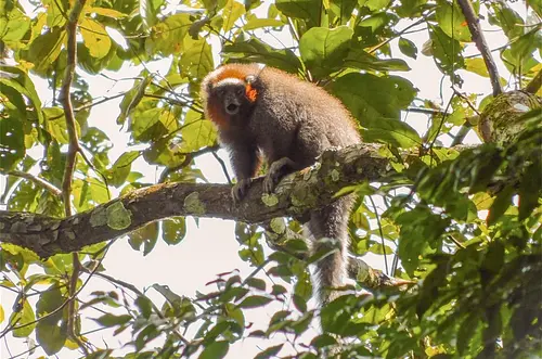 El refugio secreto de 700 especies en Villavicencio