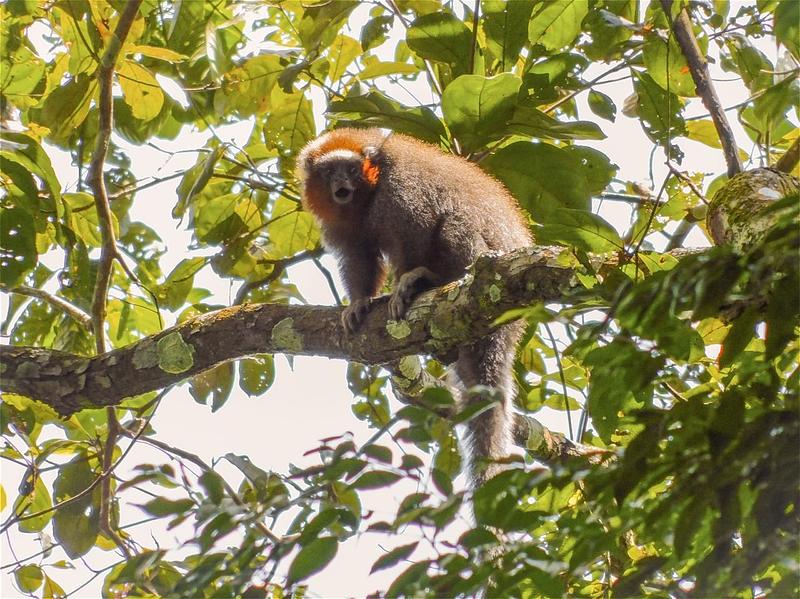 El refugio secreto de 700 especies en Villavicencio