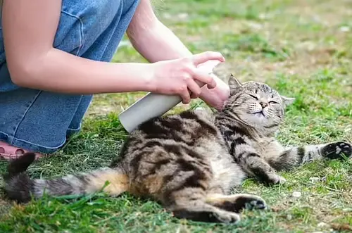 Vinagre: el truco natural contra pulgas en gatos