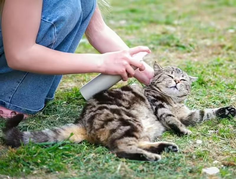 Vinagre: el truco natural contra pulgas en gatos