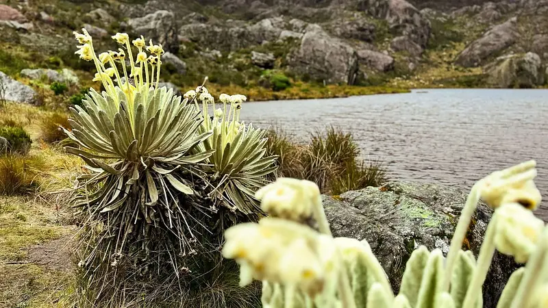 Gobierno apela fallo sobre derechos del páramo Santurbán