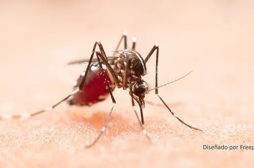 Ciencia fortalece control del dengue en el sur del Cauca