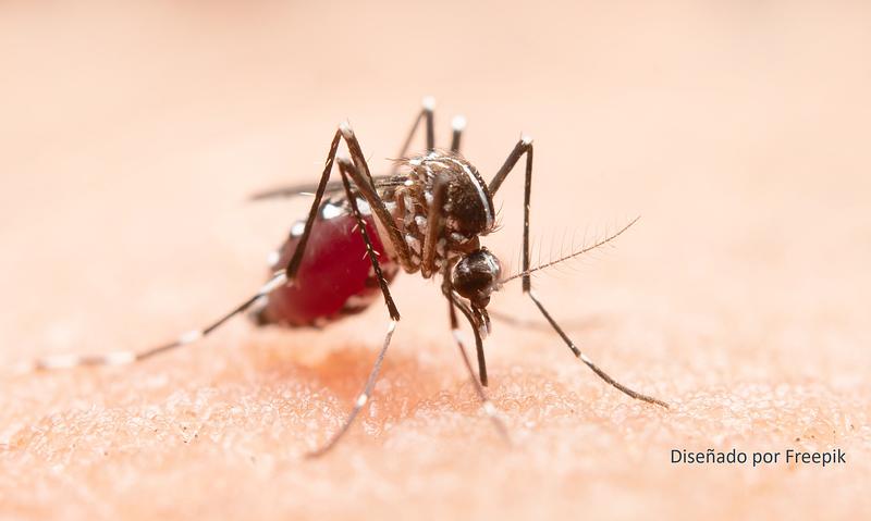 Ciencia fortalece control del dengue en el sur del Cauca