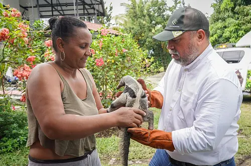 Rescatan oso palmero huérfano en zona urbana del Meta