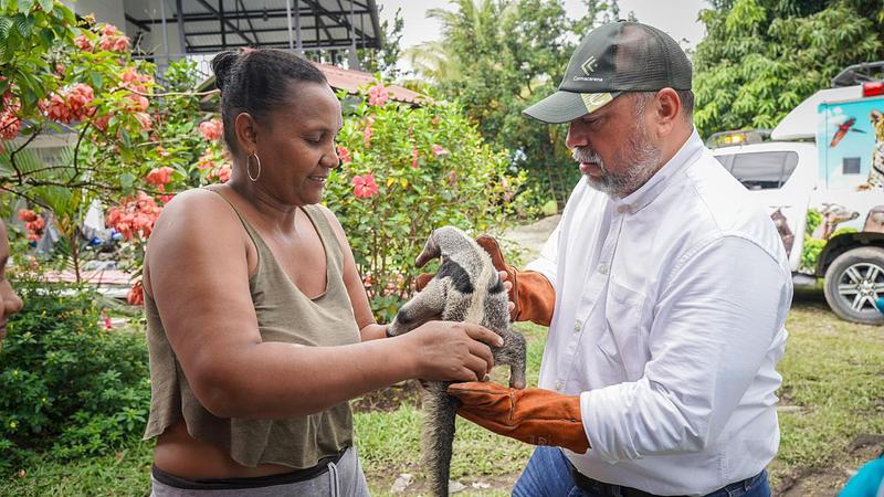 Rescatan oso palmero huérfano en zona urbana del Meta