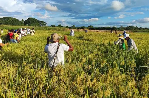 Diputado del Meta solicita acciones para el agro arrocero