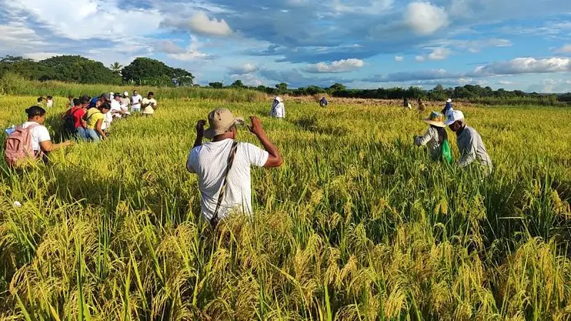 Diputado del Meta solicita acciones para el agro arrocero