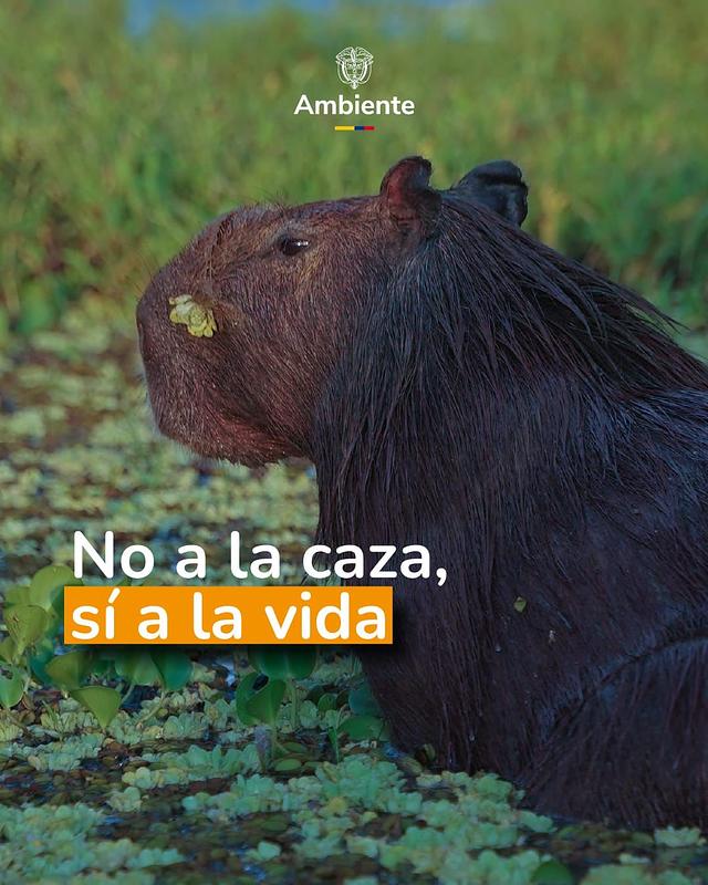 Gobierno cierra la puerta a la caza comercial del chigüiro