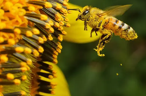 Sin abejas, ¿qué pasaría con la comida del mundo?