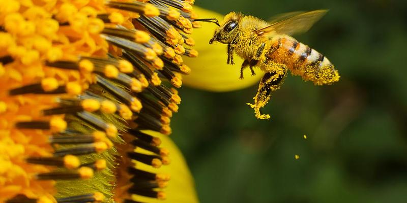 Sin abejas, ¿qué pasaría con la comida del mundo?