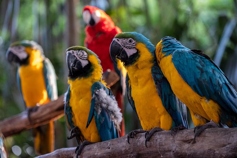 Nuevo sistema nacional para proteger a los animales