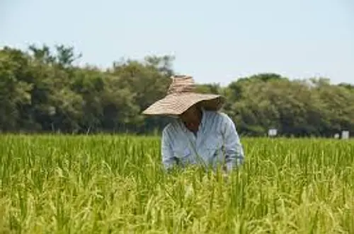 Fedearroz urge acciones concretas para salvar el arroz colombiano