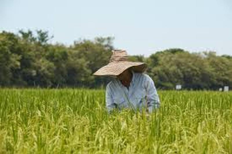 Fedearroz urge acciones concretas para salvar el arroz colombiano