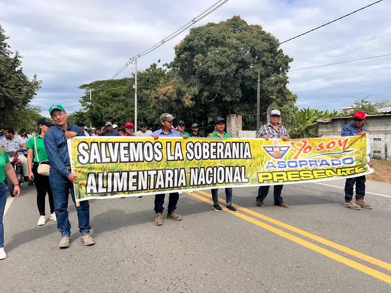 Productores arroceros exigen diálogo directo con tres carteras ministeriales