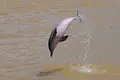 Colombia alza la voz por los delfines de río
