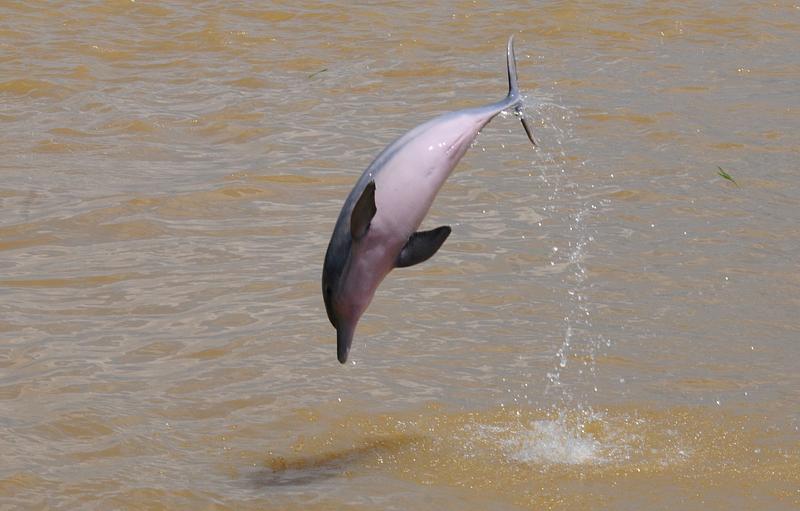 Colombia alza la voz por los delfines de río