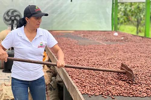 Cacao del Meta conquista Japón con 12 toneladas exportadas