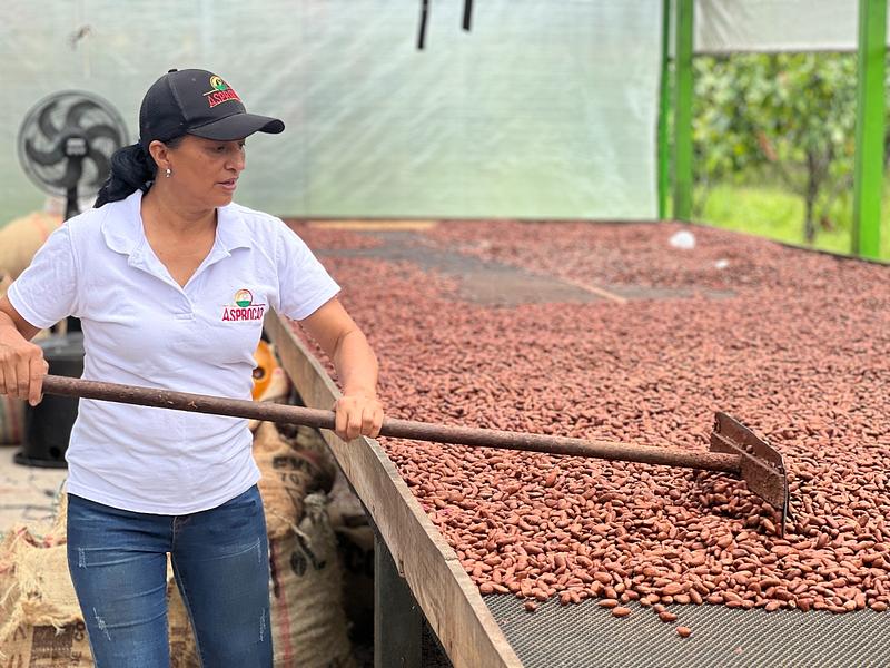 Cacao del Meta conquista Japón con 12 toneladas exportadas