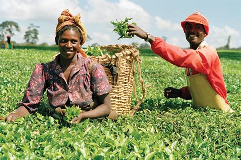 Estado prioriza derecho a la tierra y alimentación