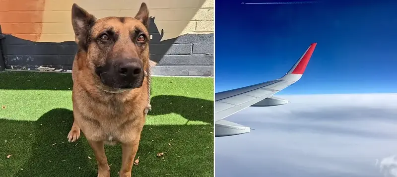 Separación forzada: el adiós de Draco en EE.UU.