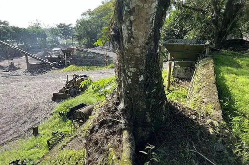Cómo identificar y reportar árboles en riesgo de caída