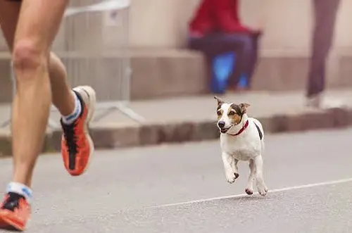 Veterinarios alertan sobre riesgos de ejercitar perros en exceso