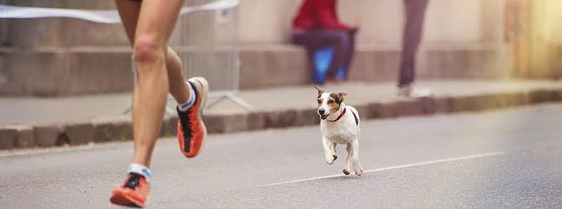 Veterinarios alertan sobre riesgos de ejercitar perros en exceso