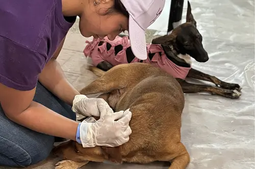 Colombia redefine el hogar con más mascotas y menos bebés