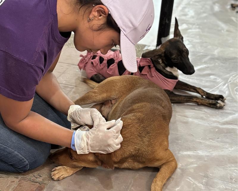 Colombia redefine el hogar con más mascotas y menos bebés