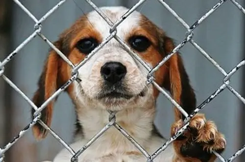 Condenan a responsables de muerte de dos perros en el país