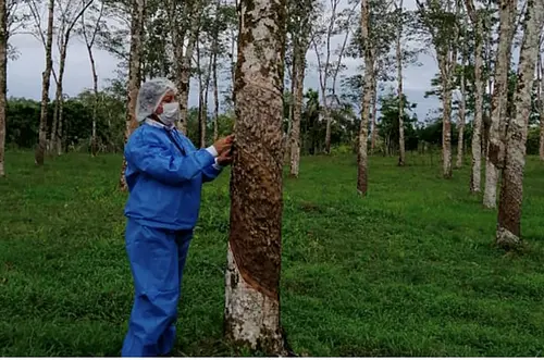 ICA impulsa producción agrícola en Chiribiquete