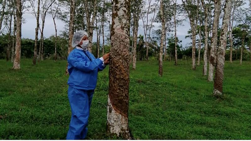 ICA impulsa producción agrícola en Chiribiquete
